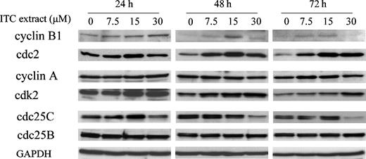 Figure 5. Effect of broccoli sprout isothiocyanate (ITC) extract on select cell cycle regulators. UM-UC-3 cells (1.5 × 106 per plate) were grown in 10 cm plates with 10 mL medium for 24 h and were then treated with freeze-dried broccoli sprout isothiocyanate extract at indicated isothiocyanate concentrations for 24, 48, or 72 h. At the end of treatment, cells were harvested for analysis for various cell cycle regulators by Western blot. Glyceraldehyde-3-phosphate dehydrogenase (GAPDH) was used as a loading control.