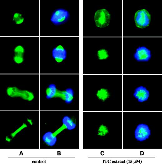 Figure 6. Effect of broccoli sprout isothiocyanate (ITC) extract on mitotic spindles and nuclear division. UM-UC-3 cells were grown in 12-mm glass cover slides for 24 h and then treated with either vehicle or freeze-dried broccoli sprout isothiocyanate extract at 15 μmol isothiocyanate per liter for 24 h. The cells were then fixed in formaldehyde, permeabilized with Triton X-100, and probed with an anti-α-tubulin primary antibody and an FITC-conjugated secondary antibody (green). Nuclear DNA was stained with 4′,6-diamidino-2-phenylindole (blue). The fluorescence micrographs (magnification, ×1,000) are representative of cells in the control (A, tubulin; B, tubulin and DNA) and extract-treated groups (C, tubulin; D, tubulin and DNA).