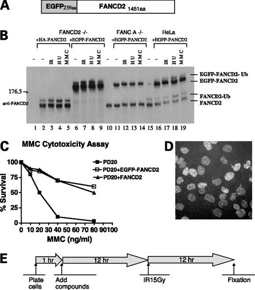 Figure 1. Establishment of a mammalian cell line stably expressing functional EGFP-tagged FANCD2. A, a cDNA clone was generated encoding the indicated EGFP-FANCD2 fusion protein. B, FANCD2-deficient human fibroblasts (PD20F) were either untransfected (lane 1), transfected with hemagglutinin-tagged wild-type FANCD2 cDNA (lanes 2–5), or transfected with the cDNA encoding the EGFP-FANCD2 fusion protein (lanes 6–9) as indicated. Alternatively, FA-A fibroblasts (GM6914, lanes 11–14) or HeLa cells (lanes 16–19) were transfected with the cDNA encoding the fusion protein. Cells were either untreated or exposed to genotoxic stress (ionizing radiation) as indicated. Whole cell lysates were run on SDS-PAGE (gels), and cellular proteins were immunoblotted with antisera to FANCD2. C, the EGFP-FANCD2 fusion protein functionally complements the mitomycin C hypersensitivity of FANCD2-deficient human fibroblasts. The transfected PD20F cells, stably expressing EGFP-FANCD2 protein, were analyzed for survival in variable concentrations of mitomycin C. D, isolation of a PD20F fibroblast clone, expressing a physiologic level of the EGFP-FANCD2 protein and suitable for high-throughput drug screening. A subclone (clone 7) was isolated, by limiting dilution, that expresses EGFP-FANCD2 protein. Activation of this clone with ionizing radiation (IR; 15 Gy, followed by a 12-h incubation period) resulted in the assembly of bright green foci, readily detectable in the background of the irradiated cell nucleus. E, schematic protocol for the identification of small-molecule inhibitors and agonists of the FA/BRCA pathway. Human fibroblasts (clone 7), stably expressing EGFP-FANCD2, were plated in 384-well plates, pretreated with compounds from chemical libraries, and exposed to ionizing radiation as indicated. Photomicrographs were taken for each well, and chemical inhibitors of green foci assembly were identified.