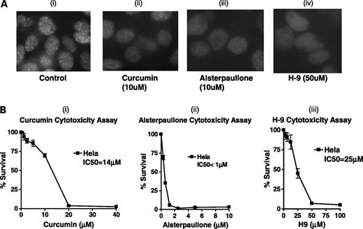 Figure 2. Immunofluorescence and toxicity profiles of the three novel FANCD2 inhibitors. A, inhibition of foci by the three novel FANCD2 inhibitors. i, HeLa control cells damaged with ionizing radiation, no experimental compounds, IF for FANCD2 foci. ii, same as above with 10 μmol/L curcumin. iii, same as above with 10 μmol/L alsterpaullone. iv, same as above with 50 μmol/L H-9. B. i, crystal violet survival assay was done with HeLa cells exposed to increasing doses of curcumin from 0.3 to 40 μmol/L. Representative of three independent experiments. Points, percentage survival; bars, SE. ii, crystal violet assay done with H-9, with a dose range of 200 to 1.5 μmol/L. Representative of three independent experiments. Points, percentage survival; bars, SE. iii, crystal violet assay done to assess the cytotoxicity of alsterpaullone with HeLa cells. Representative of three independent experiments. Points, percentage survival; bars, SE.