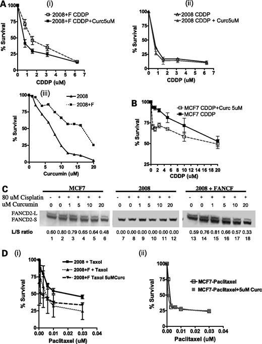 Figure 4. Curcumin chemosensitizes ovarian and breast tumor cell lines. A. i, curcumin sensitizes FA-competent cells. ii, curcumin does not sensitize FA-affected cells. iii, curcumin dose-response curves for the isogenic pair of FA cells, 2008, and FA-corrected cells, 2008 + FANCF. Dose-inhibition studies evaluating cisplatin response in the 2008 and 2008 + FANCF cell lines with the addition of 5 μmol/L curcumin. 2008 + FANCF (□), 2008 + FANCF with curcumin (▪), 2008 (▴), and 2008 + curcumin (△). Representative of three independent experiments. Points, percentage survival; bars, SE. B, curcumin sensitizes breast cancer cells. Dose-inhibition studies of MCF7, with 5 μmol/L curcumin. ▪, MCF7; □, MCF7 with curcumin. Representative of three independent experiments. Points, percentage survival; bars, SE. C, Western blot confirming the inhibition of FANCD2 monoubiquitination by curcumin in MCF7 and 2008 + FANCF cell lines. The 2008 cells do not monoubiquitinate FANCD2. Lanes 1, 7, and 13, untreated cells; lanes 2, 8, and 14, cells treated with 80 μmol/L cisplatin for 24 h; lanes 3 to 6, 9 to 12, 15 to 18, cells treated with 80 μmol/L cisplatin and increasing doses of curcumin (1, 5, 10, and 20 μmol/L) for 24 h. D, curcumin does not synergize with paclitaxel. Dose-inhibition studies evaluating paclitaxel response alone in the (i) 2008 and 2008 + FANCF cell lines and 2008 + FANCF with paclitaxel and 5 μmol/L curcumin, (ii) MCF7 cell lines with paclitaxel alone and the addition of 5 μmol/L curcumin. Representative of three independent experiments. Points, percentage survival; bars, SE.