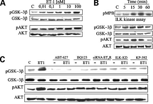 Figure 3. ET-1 induces dose-dependent (A) and time-dependent (B) phosphorylation of GSK-3β and Akt. Serum-starved HEY cells were stimulated with ET-1 with different doses (A) and time periods (B). Cell lysates were immunoblotted for phosphorylated GSK-3β (Ser9; pGSK-3β) and total GSK-3β and for phosphorylated Akt (Ser473; pAkt) and total Akt. ILK activity was indicated by the amount of 32P-labeling of MBP (pMBP) of the immunoprecipitates with ILK antibodies. Phosphorylation of GSK-3β and Akt by ET-1/ETAR is mediated by ILK (C). Serum-starved HEY cells were treated with ETAR antagonists, ABT-627 or BQ 123, or ILK inhibitor, KP-392, or transfected with ETAR siRNA or ILK-KD in the presence or absence of ET-1 (100 nmol/L) for 30 min. Cell lysates were immunoblotted for phosphorylated and total GSK-3β and for phosphorylated and total Akt.