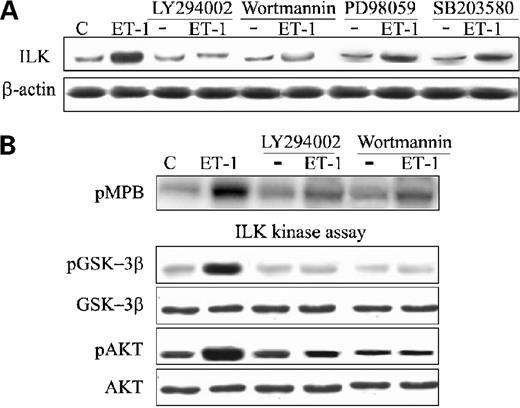 Figure 4. ET-1-induced ILK expression, activity, and downstream phosphorylation of GSK-3β and Akt requires PI3K signaling. A, serum-starved HEY cells were stimulated with ET-1 (100 nmol/L) in the absence or in the presence of LY294002 (25 μmol/L), wortmannin (200 nmol/L), PD98059 (10 μmol/L), or SB203580 (5 μmol/L). Cell lysates were immunoblotted with anti-ILK and for internal control with anti-β-actin. B, HEY cells treated with ET-1 (100 nmol/L) for 30 min in the absence or presence of LY294002 (25 μmol/L) or wortmannin (200 nmol/L). ILK activity was indicated by the amount of 32P-labeling of MBP (pMBP) of the immunoprecipitates with ILK antibodies. Cell lysates were immunoblotted for phosphorylated and total GSK-3β and for phosphorylated and total Akt.