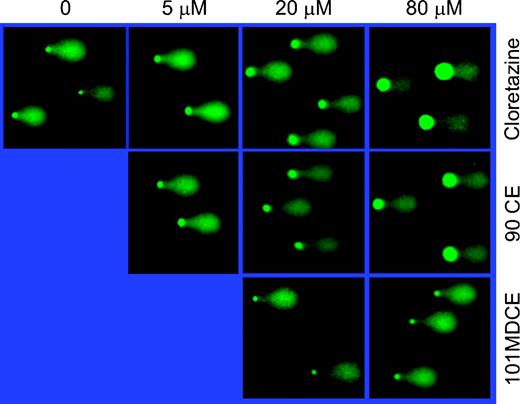 Figure 3. DNA cross-links produced by cloretazine and 90CE in L1210 cells examined by the modified alkaline comet assays. Cells were exposed to various sulfonylhydrazines for 16.5 h, lysed in alkaline lysis buffer, irradiated at a dose of 5 Gy (i.e., the predetermined dose which caused distribution of 10% and 90% of total fluorescence in the head and tail moments, respectively, in the control cells), and subjected to electrophoresis. DNA was visualized by SYBR Green nucleic acid gel stain.