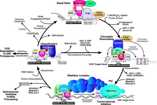 Figure 1. Model of the transcriptional mechanism of action of 1α,25-(OH)2D3 enters the picture at 1 o'clock interacting with the unliganded VDR-retinoid X receptor basal complex and locating the vitamin D–responsive element–containing vitamin D–dependent gene. The initial steps in activation involving conformational changes in the VDR and recruitment of coactivators are shown in the 3 o'clock complex. At this point, a SWI/SWF chromatin remodeling complex affects changes in chromatin allowing recruitment of the transcription initiation complex, including attraction of DRIPs shown at 6 o'clock. Active transcription of the vitamin D–dependent gene occurs. The complex at 9 o'clock is involved in turning over the VDR and recycling the rest of the transcriptional machinery. Note that the ligand 1α,25-(OH)2D3 is also subject to degradation by CYP24A1, an inducible cytochrome P450 found in the target cell. Reproduced from ref. 20; Figure 9 in Chapter 13 in “Vitamin D 2nd Edition” published by Elsevier, New York. With kind permission from G. Kerr Whitfield and Mark R. Haussler and Elsevier.