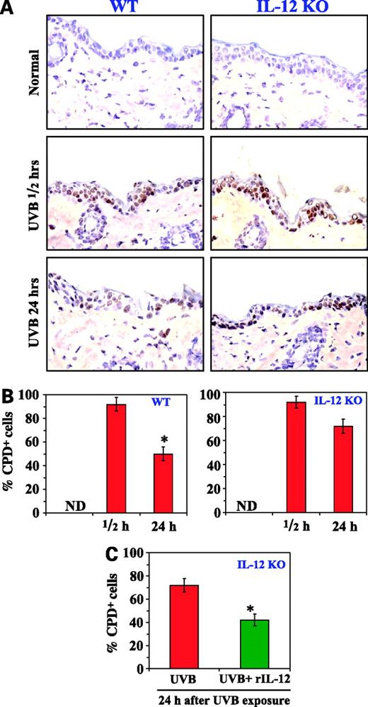 Figure 3. UVB-induced CPD removes or repairs more rapidly in WT mice than in IL-12 KO mice. A, WT or IL-12 KO mice were exposed to UVB (60 mJ/cm2). Mice were sacrificed at 30 min (immediate) or 24 h later and skin samples were collected and frozen in optimum cutting temperature medium. Frozen sections (5 μm thick) were subject to immunoperoxidase staining to detect CPD+ cells. Dark brown, CPD+ cells. CPD+ cells were not detected in non–UV-exposed skin. B, numbers of CPD+ cells were counted in five to six different areas of the sections under microscope. Columns, percentage of CPD+ cells in epidermis (n = 5); bars, SD. *, P < 0.005, significant reduction at 24 h versus immediately after UVB exposure. C, in vivo treatment of IL-12 to IL-12 KO mice reduces UVB-induced CPDs. IL-12 KO mice were exposed to UVB (60 mJ/cm2), as described above. In the indicated group, mice were injected with 1,000 ng/mouse of recombinant IL-12 s.c. to the UVB-irradiated skin site 3 h before UVB irradiation. Mice were sacrificed 24 h after UVB irradiation and skin samples were collected. Frozen skin sections were subjected to immunoperoxidase staining to detect CPDs. The numbers of CPD+ cells were counted in five to six different areas of the sections. Columns, mean percentage of CPD+ cells in the epidermis (n = 5); bars, SD. *, P < 0.005, significant difference versus UVB-alone group.
