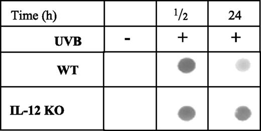 Figure 4. UVB-induced CPDs removes more rapidly in WT mice than in IL-12 KO mice. UVB-induced DNA damage in the form of CPDs was determined using Southwestern dot-blot analysis. Treatment protocol was similar to Fig. 3. Mice were sacrificed after half an hour or 24 h of UV irradiation and skin samples were collected. Epidermal genomic DNA was extracted from the epidermal skin samples and subjected to Southwestern dot-blot analysis using an antibody specific to CPD. The mice that were not exposed to UVB did not show the presence of CPDs in the dot-blot. Experiments were conducted and repeated separately in five animals in each group with identical results.