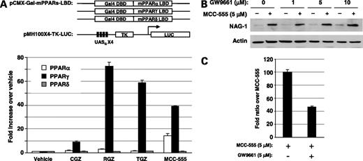 Figure 3. MCC-555 induces NAG-1 expression in a PPARγ-independent manner. A, characterization of MCC-555 on PPAR transcriptional activity. HCT-116 cells were transiently transfected with a reporter gene containing four copies of a Gal4 binding site (pMH100x4-TK-LUC), chimeric reporter pCMX-Gal-mPPARα-, γ-, or δ-LBD, and pRL-null. The cells were treated with vehicle or thiazolidinediones (1 μmol/L) for 24 h and then luciferase activity was measured. Transfection efficiency for luciferase activity was normalized to Renilla luciferase (pRL-null) activity. Y axis, fold increase of relative luciferase units compared with relative luciferase units of vehicle-treated cells. Columns, mean from three independent transfections; bars, SD. B, effects of the PPARγ antagonist on MCC-555-induced NAG-1 expression. HCT-116 cells were pretreated with PPARγ antagonist GW9662 (1–10 μmol/L) for 30 min before the addition of vehicle or MCC-555 (5 μmol/L). After 24 h, total proteins were isolated for Western blot analysis. Equal loading was confirmed by determining actin immunoreactivity. C, pMH100x4-TK-LUC, pCMX-Gal-mPPARγ, and pRL-null were transiently transfected into HCT-116 cells. The cells were treated with MCC-555 and/or GW9661 for 24 h and luciferase activity was measured. Columns, mean from three independent transfections; bars, SD.