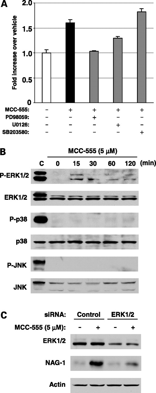 Figure 6. Inhibition of the ERK pathway lowers NAG-1 mRNA stabilization by MCC-555. A, the pSV40-LUC-NAG3′UTR construct (0.5 μg) was transiently transfected with 0.05 μg of pRL-null vector into HCT-116 cells. The cells were pretreated with PD98059 (20 μmol/L), U0126 (2 μmol/L), or SB203580 (10 μmol/L) for 30 min before the addition of MCC-555 (10 μmol/L). After 12 h, luciferase activity was measured. The values obtained from vehicle-treated cells were defined as 1.0. Columns, mean from three independent transfections; bars, SD. B, HCT-116 cells were serum starved for 48 h and then treated with MCC-555 (5 μmol/L). At the indicated times, the cell lysates were harvested for Western blot analysis. Positive controls were obtained from Cell Signaling Technology. C, HCT-116 cells were transfected with control or ERK1 and ERK2 siRNAs, followed by MCC-555 (5 μmol/L) treatment for 24 h. The cell lysates were harvested for Western blot analysis.