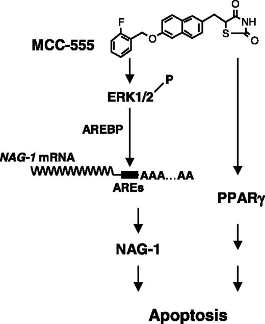 Figure 7. Schematic diagram of the apoptotic pathways in response to MCC-555 in human colorectal cancer cells. In addition to the PPARγ-dependent pathway, the PPARγ-independent pathway is also responsible for the MCC-555-induced apoptosis. MCC-555 causes NAG-1 induction through mRNA stabilization. The ERK pathway plays an important role in mediating posttranscriptional regulation. This evidence may provide a novel explanation for the proapoptotic action of MCC-555 in human colorectal cancer. AREBP, ARE-binding protein.
