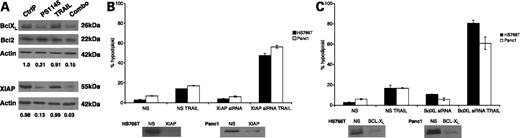 Figure 4. Roles of BCL-XL and XIAP in TRAIL sensitization. A, effects of PS-1145 on BCL-XL and XIAP expression. Cells were incubated with 40 μmol/L PS-1145, 50 ng/mL TRAIL, or both for 24 h and target protein expression was measured by immunoblotting. Numbers below each lane, protein expression relative to control after normalization against actin (loading control). Similar results were obtained in three independent experiments. B, effects of XIAP silencing on TRAIL-induced apoptosis. TRAIL-refractory HS766T or Panc-1 cells were transiently transfected with an XIAP-specific siRNA construct or an off-target control for 48 h. Cells were then exposed to 50 ng/mL rhTRAIL for 24 h and DNA fragmentation was quantified by propidium iodide/FACS. Bottom, effects of gene silencing on XIAP protein levels as measured by immunoblotting. Columns, mean (n = 3); bars, SD. C, effects of BCL-XL silencing on TRAIL-induced apoptosis. TRAIL-refractory HS766T or Panc-1 cells were transiently transfected with a BCL-XL–specific siRNA construct or an off-target control for 48 h. Cells were then incubated with 50 ng/mL rhTRAIL for 24 h and DNA fragmentation was measured by propidium iodide/FACS. Bottom, effects of gene silencing on BCL-XL protein levels as measured by immunoblotting. Columns, mean (n = 3); bars, SD.
