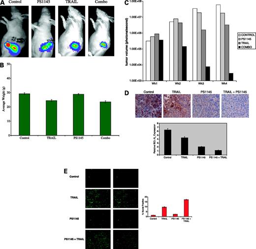 Figure 5. Effects of combination therapy with PS-1145 plus TRAIL in orthotopic Panc-1 tumors. Animals bearing established tumors were treated daily (5 d/wk) with 50 mg/kg PS-1145, 10 mg/kg rhTRAIL, or a combination of the two for 4 wks. Tumor volumes were assessed noninvasively as outlined in Materials and Methods. Animals were sacrificed, tumors were harvested, tumor sections were stained for detection of BclXL or DNA fragmentation (using TUNEL), and expression levels were quantified as described in Materials and Methods. A, representative images of luciferase activity observed in representative orthotopic Panc-1 tumors at the experimental end point. Numerical values for the tumors displayed in the figure are indicated. B, effects of combination therapy with PS-1145 plus TRAIL on body weights. Data are body weights measured at the end of the experiment. Columns, mean (n = 8); bars, SE. C, tumor growth curves. Columns, mean; bars, SE (did not exceed 10% of mean values). D, effects of therapy on BclXL expression in vivo. Columns, mean; bars, SE, (n = 5). E, effect of therapy on apoptosis in vivo as measured by TUNEL. Columns, mean; bars, SE, (n = 5).