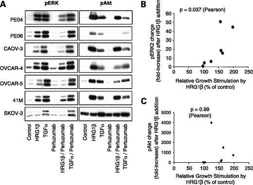 Figure 4. Cell signaling in ovarian cancer cell lines treated with HRGβ1 and TGF-α in the absence or presence of pertuzumab. A, ovarian cancer cell lines were exposed (15 min) to HRGβ1 (1 nmol/L) or TGF-α (1 nmol/L) in the absence or presence of pertuzumab (100 nmol/L). Western blots were carried out to detect relative expression levels of both pERK (top band, ERK1; bottom band, ERK2) and pAkt as described in Materials and Methods. Following HRGβ1 (1 nmol/L) treatment, growth stimulation was plotted against change in pERK2 (B) or pAkt (C) levels showing a statistically significant correlation. pERK2 change was obtained by dividing the pERK level (integrated absorbance) in the presence of HRGβ1 by the respective level in the absence of treatment.