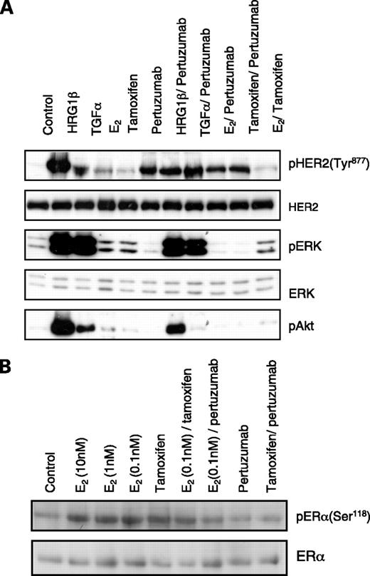 Figure 6. Effect of HRGβ1, TGF-α, E2, and tamoxifen on cell signaling in the absence or presence of pertuzumab in PE04 cells. A, PE04 cells were treated for 30 min with HRGβ1 (1 nmol/L), TGF-α (1 nmol/L), E2 (0.1 nmol/L), or tamoxifen (1 μmol/L) alone or in combination with pertuzumab (100 nmol/L). Western blots were carried out to detect relative expression levels of pHER2 (Tyr877), total HER2, pERK (top band, ERK1; bottom band, ERK2), total ERK, and pAkt as described in Materials and Methods. B, PE04 cells were treated with varying doses of E2 (10, 1, and 0.1 nmol/L) or tamoxifen (1 μmol/L) alone or in combination with pertuzumab (100 nmol/L). Western blots were carried out to detect relative expression levels of phosphorylated ERα (pERα; Ser118) or total ERα as described in Materials and Methods.
