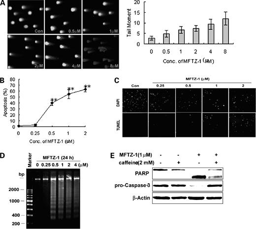 Figure 2. DNA damage and apoptosis induced by MFTZ-1 in HL-60 cells. A, HL-60 cells were treated with 0.5 to 8 μmol/L MFTZ-1 for 1 h. Subsequent lysis and neutral single-cell gel electrophoresis were done as described in Materials and Methods (×200). Semiquantitative analysis of the results expressed as tail moment. B, propidium iodide staining for flow cytometry. Cells were treated with 0.25 to 2 μmol/L MFTZ-1 for 24 h. Sub-G1 cells were collected as apoptotic cells. Points, mean (n = 3); bars, SD. C, TUNEL assay. Cells were treated with MFTZ-1 at the indicated concentrations for 24 h and then were stained with dUTP-FITC by the TUNEL method. Top, the 4′,6-diamidino-2-phenylindole (DAPI)–stained nuclei; bottom, the corresponding FITC immunofluorescence. D, electrophoresis of DNA fragmentation. Cells were treated with MFTZ-1 at the indicated concentrations for 24 h, and fragmented DNA was extracted and separated in 1.5% agarose gel electrophoresis. E, effect of caffeine on MFTZ-1–induced apoptosis. HL-60 cells were treated with 2 mmol/L caffeine for 0.5 h before addition of 1 μmol/L MFTZ-1 for 24 h. Apoptosis was monitored by PARP cleavage and caspase-3 activation.