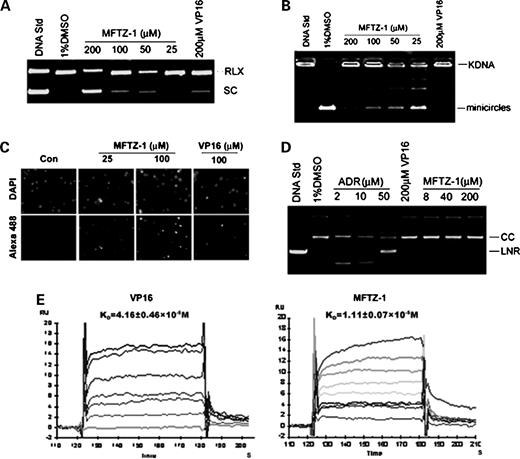 Figure 4. Effect of MFTZ-1 on Topo II. A, effect on Topo II–mediated supercoiled pBR322 relaxation. B, kinetoplast DNA (KDNA) decatenation assay for Topo II. C, immunofluorescence of MFTZ-1–treated HL-60 cells. Cells were treated with MFTZ-1 for 1 h at the indicated concentrations before embedding and staining. Top, the 4′,6-diamidino-2-phenylindole–stained nuclei; bottom, the corresponding Alexa Fluor 488–stained immunofluorescence (×200). D, effect of MFTZ-1 on the DNA-unwinding assay with T4 DNA ligase. E, surface plasmon resonance analysis. The interactions of MFTZ-1 and VP16 with human Topo II ATPase domain immobilized on sensor chip. The concentration series from bottom to top: 6.25 to 100 μmol/L for VP16 and 3.125 to 100 μmol/L for MFTZ-1. All the experiments shown are representative of three independent experiments with similar results. Abbreviations: RLX, relaxed form; SC, supercoiled form; CC, circularized form; LNR, linear form.