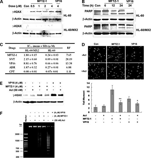 Figure 5. DNA damage, apoptosis, and cytotoxicity induced by MFTZ-1 is affected by the level of Topo II cleavage. A, MFTZ-1 induced expression of Ser139-γ-H2AX in HL-60 cells but not in Topo II–deficient HL-60/MX2 cells. HL-60 and HL-60/MX2 cells were treated with MFTZ-1 for 1 h at the indicated concentrations. The level of γ-H2AX was examined by Western blot analysis. B, MFTZ-1–induced PARP cleavage is reduced in Topo II–deficient HL-60/MX2 cells. HL-60 cells and HL-60/MX2 cells were treated with VP16 (1 μmol/L) or MFTZ-1 (1 μmol/L) for the indicated times. Whole-cell lysate was prepared and assayed for PARP cleavage. C, cytotoxicity of MFTZ-1 and reference drugs in HL-60 and HL-60/MX2 cells. HL-60 and HL-60/MX2 cells were exposed to various concentrations of MFTZ-1, novantrone (NVT), VP16, Adriamycin, and camptothecin for 24 h. The cytotoxicity was measured by 3-(4,5-dimethylthiazol-2-yl)-2,5-diphenyltetrazolium bromide assay as described in Materials and Methods. The RF value was calculated as the ratio of the IC50 value of HL-60/MX2 cells to HL-60 cells. Effect of aclarubicin (Acl) on MFTZ-1–induced DNA damage. HL-60 cells were treated with 50 nmol/L aclarubicin for 0.5 h before addition of 4 μmol/L VP16 or 4 μmol/L MFTZ-1. DNA DSBs were measured using (D) neutral single-cell gel electrophoresis, quantitated by the mean comet tail moment and (E) the expression level of γ-H2AX. F, apoptosis of HL-60 cells pretreated with 50 nmol/L aclarubucin for 0.5 h before addition of 4 μmol/L VP16 or 4 μmol/L MFTZ-1. Apoptosis was monitored by DNA laddering assay as described before. The results are typical of results obtained in three independent experiments that gave similar results.