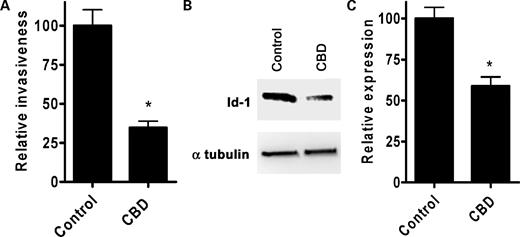 Figure 2. CBD reduces invasion as well as Id-1 expression in MDA-MD436 cells. A, the Boyden chamber invasion assay was used to determine the effects of CBD on the invasiveness of human breast cancer MDA-MB436 cells. Data are presented as relative invasiveness of the cells through the Matrigel, where the respective controls are set as 100%. B, proteins from MDA-MB436 cells treated with vehicle (control) or 2.0 μmol/L of CBD for 3 d were extracted and analyzed for Id-1 by Western blot analysis. Normalization was carried out by stripping the blots and reprobing with a monoclonal antitubulin antibody. C, densitometry readings of the blots were taken from three independent experiments and the percentage of relative expression was calculated as the expression of Id-1 in the treated cells / vehicle cells × 100. *, P < 0.05, statistically significant differences from control.