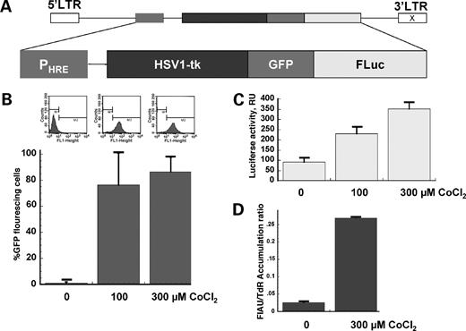 Figure 1. Structural schema of the retroviral vector (A) and validation of the triple reporter system in transduced C6 cells. Fluorescence-activated cell sorting analysis of GFP expression (B), relative bioluminescence intensity (C), and normalized accumulation of [14C]2′-fluoro-2′-deoxy-1β-d-arabionofuranosyl-5-iodo-uracil (FIAU; D) after the exposure of transduced C6 cells to different concentrations of the hypoxia mimetic CoCl2.