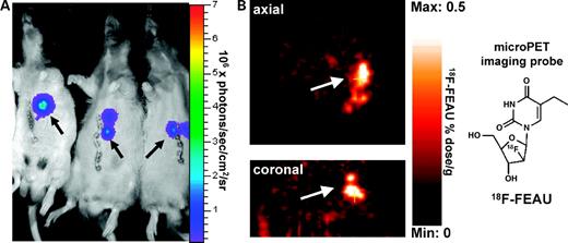 Figure 5. In vivo HRE reporter imaging. Whole-body bioluminescence images (A), and axial and coronal [18F]FEAU microPET images (B) of orthotopic HRE reporter–transduced RH7777 Morris hepatomas in nude rats (arrow, orthotopic liver tumor).