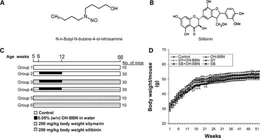 Figure 1. Experimental design to study the effect of silymarin and silibinin on OH-BBN–induced bladder carcinogenesis in male ICR mice. Chemical structure of OH-BBN (A) and chemical structure of silibinin (B). C, 5-wk-old male ICR mice were randomly divided into six groups. Bladder cancer was induced in animals of groups 2 to 4 (30 mice in each group) by administration of OH-BBN (0.05%, w/v) in the drinking water for 6 wk. The drinking water containing carcinogen was changed twice a week. Mice in groups 3 and 4 were also gavaged with silymarin or silibinin (200 mg/kg body weight) in sterile saline, 5 d/wk for a period of 51 wk, starting 1 wk before OH-BBN exposure. Mice in groups 1, 5, and 6 (10 mice in each group) were gavaged with sterile saline or silymarin/silibinin (200 mg/kg body weight) in sterile saline for the same time period. D, in the experiment detailed in C, body weight of each mouse was recorded weekly throughout the experiment. Points, mean body weight per mouse of all the mice from each group, plotted as a function of time (weeks) for each group; bars, SE. SY, silymarin; SB, silibinin.