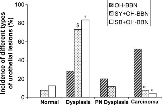Figure 3. Silymarin and silibinin feeding inhibits the neoplastic progression of OH-BBN–induced bladder carcinogenesis in male ICR mice. Urothelial tissue samples obtained from the experimental groups as detailed in Fig. 1C were randomly analyzed in a double-blinded manner to evaluate the histopathology of urothelium. Urothelium was classified as normal urothelial mucosa, characterized by epithelium of <3 layers without any anaplasia; mucosal dysplasia, characterized by epithelium of ≥3 layers with moderate to severe anaplasia with diffused proliferation; papillary/nodular (PN) dysplasia, characterized by moderate or severe anaplastic epithelial lesion of localized cellular proliferation resulting in nodular or papillary forms; urothelial carcinoma, characterized by invasive carcinoma infiltrating the submucosa or muscle layer with transitional-cell carcinoma or undifferentiated features. χ2 analysis and Fisher exact test were used to compare the incidence of dysplasia, papillary/nodular dysplasia, and carcinoma in OH-BBN and silymarin + OH-BBN or silibinin + OH-BBN groups; P < 0.05 was considered significant. *, P < 0.001; $, P < 0.01, versus OH-BBN group.