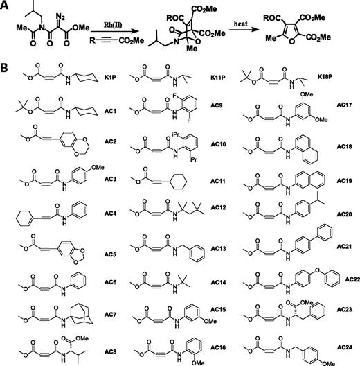 Figure 1. A, cycloaddition reactions for synthesis of furans from acetylenes. A rhodium catalyst is used to generate the furan planar scaffold from the acetylene linear scaffold. B, library of acetylenes. These compounds were manually synthesized for the analysis of the relationship between substitution of the various sites on the acetylenes and the suppression of p210Bcr-Abl–dependent growth.