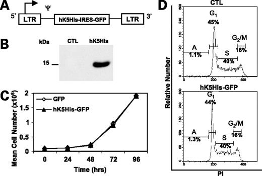 Figure 1. Development and characterization of hK5His-GFP gene–modified DA/3 cells. A, hK5His retrovector when integrated in DA/3 cells. B, anti-His immunoblot analysis reveals functional secretion of hK5His migrating at ∼15 kDa from retrovirally gene-modified DA/3 cells. C, proliferation rate of hK5His-GFP–expressing DA/3 cells is equivalent to that of GFP-expressing DA/3 cells (P > 0.05). D, representative example of the cell cycle profile of control and hK5His-GFP–expressing DA/3 cells. Percentage of cells in A or apoptotic (or sub-G1), G1, S, and G2-M.