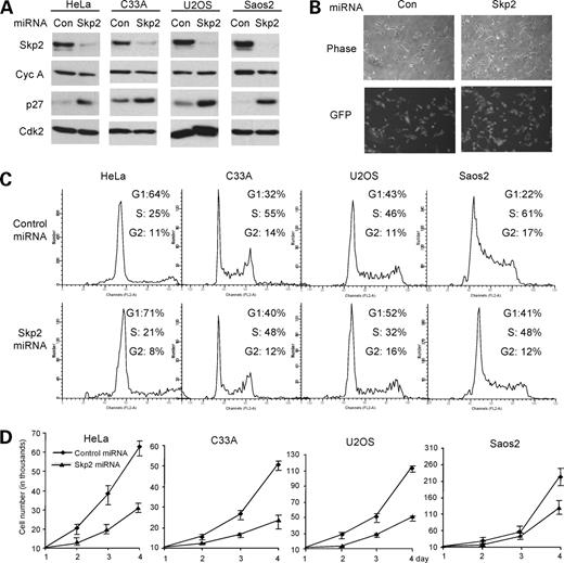 Figure 1. Skp2 knockdown in four human cancer cell lines. A, Western blot of indicated cells infected with lentivirus expressing micro-RNA (miRNA) hairpins targeting Skp2 or an irrelevant mouse sequence as control (Con) for 48 h. B, phase contrast and green fluorescent protein (GFP) pictures of U2OS cells infected with the indicated lentiviruses for 48 h. C, fluorescence-activated cell sorting analysis of the indicated cells 48 h after infection. D, cell proliferation assay of indicated cancer cells infected with the indicated lentiviruses. Cells in 24 wells, in triplicates, were counted everyday for 4 d.