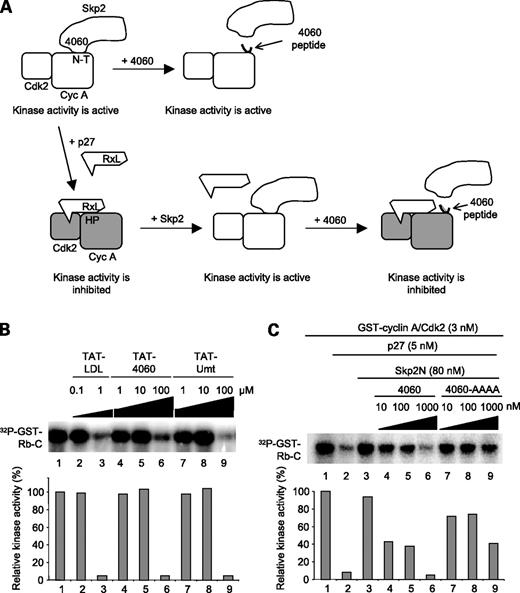 Figure 2. Effects of the 4060 peptide on cyclin A/Cdk2 kinase. A, a working model for the action of the 4060 peptide in kinase reactions with purified components. Cyc A, cyclin A; N-T, N-terminus. B, in vitro kinase reactions were carried out with purified cyclin A/Cdk2, with inclusion of various peptides at the indicated concentrations. Glutathione S-transferase-Rb-COOH terminal (GST-Rb-C) was used as substrate. C, in vitro kinase reactions with purified proteins and indicated peptides at the indicated concentrations. Phosphorylation of glutathione S-transferase-Rb-COOH terminal was quantified and plotted.
