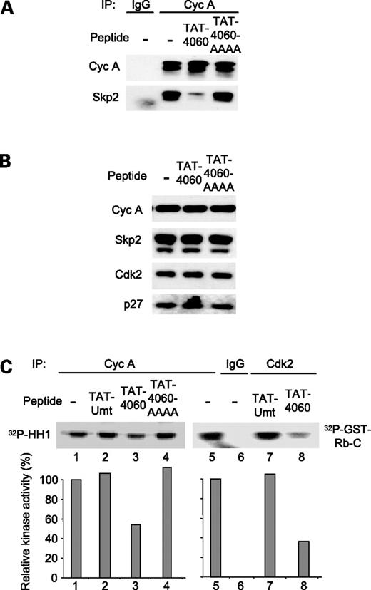 Figure 3. Effects of transmembrane delivery of the 4060 peptide. A, U2OS cells were treated with 50 μmol/L of the indicated peptide for 12 h. Cell extracts were prepared for immunoprecipitation and Western blot analysis as indicated. B, the same cell extracts were used in Western blots as indicated. C, the same extracts were used in immunoprecipitation (IP) kinase assays as indicated. The extent of phosphorylation was quantified and plotted.