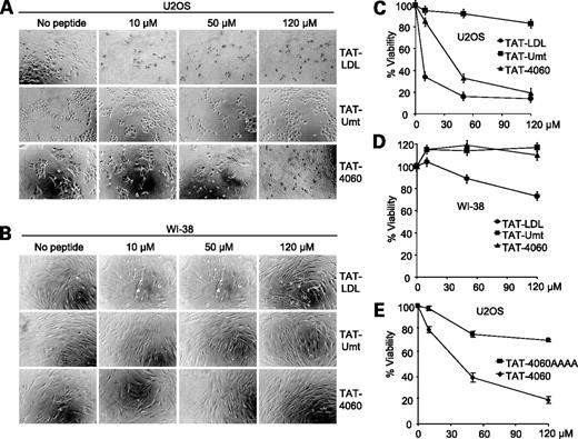 Figure 4. Cancer cell–selective killing by TAT-4060. A and B, U2OS and WI38 cells were treated with the indicated peptides at the indicated concentrations for 24 h and then photographed at ×10 magnification. C and D, quantitative analysis of results shown in A and B by MTS assay in triplicate wells. E, the mutant peptide TAT-4060AAAA was tested in the cell killing assay as in C.