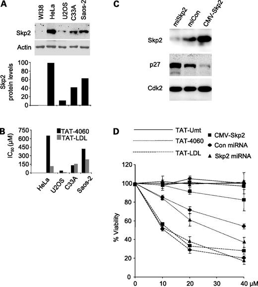 Figure 6. Correlation between Skp2 levels and IC50 of TAT-4060. A, cellular Skp2 levels were analyzed by Western blot with actin as loading control. The film was scanned and quantified for plotting relative Skp2 protein levels. B, IC50 of TAT-4060 and TAT-LDL in different cancer cell lines were plotted. C, Western blot of U2OS cell lysates 2 d after infection with lentiviruses expressing Skp2 micro-RNA, control micro-RNA, or exogenous Skp2, as indicated. D, various U2OS cells were treated with indicated concentrations of indicated peptides for 24 h. Cell viability was determined with MTS assays as in Fig. 4.