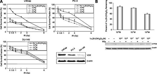 Figure 1. Radiosensitization of prostate cancer cells by 1α,25-(OH)2D3. A, three prostate cancer cell lines were treated with different concentrations of 1α,25-(OH)2D3 and then treated with different doses of IR as indicated. Effect of 1α,25-(OH)2D3 on IR-induced cell death was determined by colony survival analysis. Cellular extract from each cell line was used to determine level of VDR by Western blots normalized with β-actin. B, PC-3 (105 cells per well) were treated with different concentrations of 1α,25-(OH)2D3 (10−8–10−6 mol/L) for 7 d. 1α,25-(OH)2D3 remaining in media was extracted and quantified using a 1α,25-(OH)2D3 ELISA kit (top). Concentrations of 1α,25-(OH)2D3 in the media were measured based on a standard curve and normalized with controls provided in the kit. Percentage of 1α,25-(OH)2D3 in the media was calculated by subtracting background levels in the untreated controls and then dividing by the amounts initially added into the media. CYP24 in the cells was detected as a 53-kDa protein by Western blots, which was normalized with β-actin (bottom).