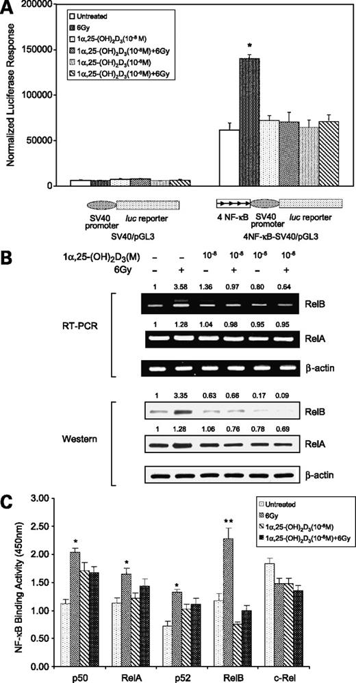 Figure 2. Association of 1α,25-(OH)2D3–mediated radiosensitivity of PC-3 cells and RelB suppression. A, luciferase reporter constructs shown were cotransfected into PC-3 cells with a β-galactosidase expression construct. Positions and orientations of four NF-κB elements are indicated by arrows. The transfected cells were treated with 1α,25-(OH)2D3 and IR as described in Fig. 1. After 24 h, activities of luciferase and β-galactosidase were measured. Transcription regulated by the NF-κB was estimated by β-galactosidase–normalized luciferase activity. *, significant difference compared with both untreated group and 1α,25-(OH)2D3–pretreated groups. B, mRNA and total proteins were extracted from the treated and untreated PC-3 cells. Effect of IR alone or 1α,25-(OH)2D3 with IR on RelA or RelB expression was determined by RT-PCR (top) and by Western blots (bottom). β-Actin serves as a control to normalize RelA and RelB signals. The relative signals in the treated groups were further normalized by untreated controls. Fold increases or decreases are indicated above corresponding bands. C, 24 h after treatment, nuclear extracts from the treated or untreated PC-3 cells were subjected to the NF-κB binding assay kit. Binding activity of each member of the NF-κB family was determined by ELISA analysis. *, significant differences between the untreated groups and the IR-treated groups; **, significant difference of the IR-treated group compared with both the untreated and the combined treatment of 1α,25-(OH)2VD31α,25-(OH)2D3 and IR.