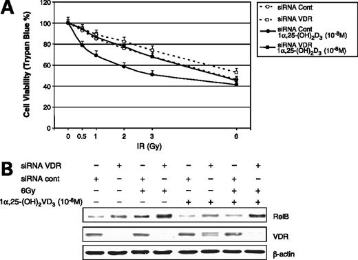 Figure 3. Radioresistance of PC-3 cells by siRNA targeting VDR. A, VDR siRNA and siRNA control (Cont) were transfected into 1α,25-(OH)2D3–pretreated or unpretreated PC-3 cells before the IR treatment. After 24 h, effects of transfected siRNAs on cell survival were determined by trypan blue assay. B, knocked-down expression levels of VDR and resulting increases in RelB expression by the siRNA target were confirmed by Western blots normalized with β-actin.