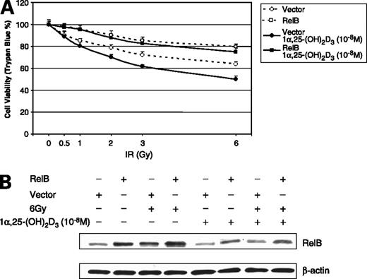 Figure 4. Radioresistance of PC-3 cells by overexpression of RelB. A, a RelB expression construct was transfected into 1α,25-(OH)2D3–pretreated or unpretreated PC-3 cells before the IR treatment. After 24 h, effect of the expressed RelB on cell survival was determined by trypan blue assay. B, ectopically expressed RelB was confirmed by Western blots normalized with β-actin.