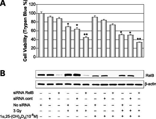 Figure 5. Radiosensitization of PC-3 cells by siRNA targeting RelB. Control siRNA and RelB siRNA were transfected into 1α,25-(OH)2D3–pretreated and unpretreated PC-3 cells before the IR treatment. No siRNA transfection was added for control. After treatment for 24 h, effect of the knocked-down RelB level on cell survival was determined by trypan blue assay (A) and suppression of RelB by siRNA targeting was confirmed by Western blots normalized with β-actin (B). *, significant differences compared with non–IR-treated groups; **, significant differences compared with the siRNA control groups in either non–IR-treated or IR-treated groups.