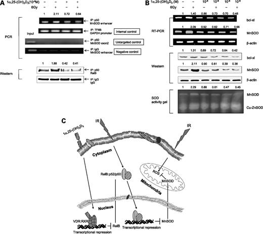 Figure 6. 1α,25-(OH)2D3–mediated suppression of RelB target genes. A, chromatin from the treated and untreated PC-3 cells was precipitated using p50, transcription factor IIB (TFIIB), or IgG antibody. The NF-κB enhancer region of the human MnSOD gene was analyzed by PCR (top). Fragments of the exon 2 of the human MnSOD gene and the glyceraldehyde-3-phosphate dehydrogenase promoter region were amplified as an untargeted control and an internal control, respectively. IgG-precipitated product served as a negative antibody control. RelB in the precipitated chromatin was measured by Western blots normalized with IgG (bottom). B, 24 h after treatment, mRNA and total proteins from the untreated or treated PC-3 cells were quantified for expression levels of MnSOD and bcl-xl by RT-PCR (top), by Western blots (middle), and by SOD activity gel (bottom). The expression levels of the target genes shown in RT-PCR and Western blots were normalized by β-actin. MnSOD activity was compared with copper/zinc SOD (Cu-ZnSOD) activity. PCR products of the MnSOD enhancer region and RelB amounts in (A) and expression of MnSOD shown in the three panels of (B) were normalized by the relating controls, and fold increases or decreases were calculated by normalizing amounts in the treated groups with the untreated controls as described in Fig. 2B. C, a model showing the effect of IR on RelB and various steps where the expression of MnSOD can be affected by 1α,25-(OH)2D3 in prostate cancer cells.