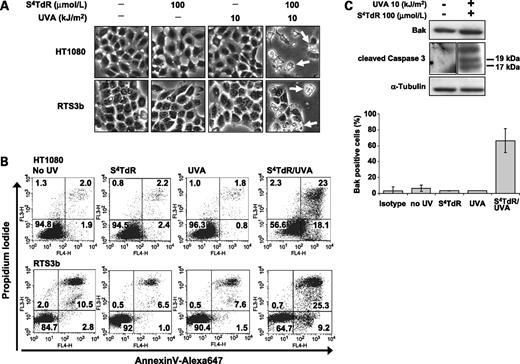 Figure 3. S4TdR/UVA treatment induces cell death by apoptosis. HT1080 and RTS3b cells were treated with S4TdR or UVA or combinations as indicated. A, 24 h posttreatment, bright-field images were captured (magnification, ×200). Cellular damage (arrows): shrinkage, rounding up and fractionating into several bodies indicative of cell death by apoptosis are visible only when S4TdR and UVA are used in combination. B, cells treated as described in A, were processed for flow cytometry analysis by double staining with Alexa647-conjugated Annexin V and PI, as described in Materials and Methods. Apoptotic cells were considered as the sum of Annexin V-positive/PI-negative (early apoptotic) and Annexin V-positive/PI-positive (late apoptotic) cells. C, extracts from HT1080 cells treated as in A, were assayed by Western blot and probed with antibodies against cleaved forms of caspase-3 and against total Bak (top). HT1080 cells treated as in A, were processed for the detection of the active form of Bak, as referred to in Materials and Methods (bottom). Isotype, control sample incubated with an isotype-matched irrelevant antibody. Cells were judged positive for the detection of the active form of Bak by setting a marker on isotype control. Columns, means from Bak-associated fluorescence; bars, SD (n = 4). The “S4TdR/UVA” treatment value was significantly different (P < 0.05) from the values for “no UV”, “S4TdR”, and “UVA” treatments.