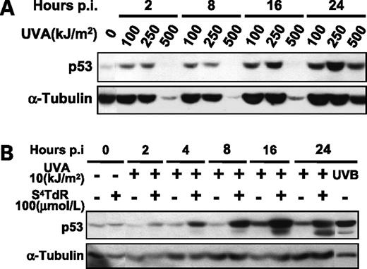 Figure 4. The p53 response to UVA and S4TdR/UVA treatment in HT1080 cells. Cells were treated as indicated on the figures and detailed in Materials and Methods. A, irradiation with UVA alone. B, treatment with 100 μmol/L of S4TdR or 10 kJ/m2 of UVA alone or in combination, or with 0.15 kJ/m2 of UVB, and then assayed by Western blot and probed for activation of p53. Blotting for the cytoskeleton protein α-tubulin was used as a loading control.