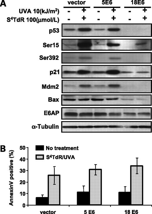 Figure 5. The p53 response in HT1080 sublines expressing HPV5 E6 or HPV18 E6. A, HT1080 sublines were treated without or with S4TdR/UVA as detailed in Materials and Methods. At 24 h posttreatment, total cell protein extracts were resolved on SDS-PAGE gel and probed for the proteins of interest. B, a fraction of the cells treated under A were also analyzed for apoptosis by Annexin V/PI staining followed by flow cytometry. Columns, mean percentages of Annexin V–positive cells are represented for each subline; bars, SD (n = 4). S4TdR/UVA treatment gave a significant increase of Annexin V (P < 0.05) over unirradiated controls within each cell line. Identical conditions compared across the lines were not significantly different.