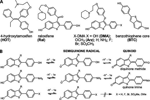 Figure 1. A, structures of SERMs and other compounds used in this study. B, single-electron oxidation of benzothiophene SERMs and BTC leads to a semiquinone or phenoxy radical, but a second one-electron oxidation to yield a quinoid is blocked for all derivatives except 4′-OH (DMA), NH2-DMA, and BTC.