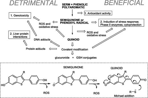 Figure 2. Beneficial and detrimental consequences of SERM oxidative metabolism resulting primarily from formation of reactive oxygen species (ROS) and electrophilic quinoid metabolites capable of covalent modification of biomolecules, most importantly by Michael-type additions to thiols.