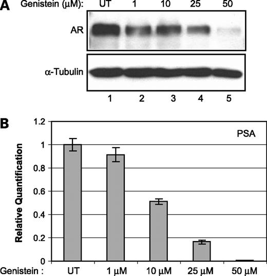 Figure 1. Effect of genistein on AR. A, Western blot analysis showing AR protein levels in LNCaP cells untreated (UT) and treated with the indicated amounts of genistein for 72 h. α-Tubulin was used as a loading control. B, prostate-specific antigen message levels in untreated and genistein (1, 10, 25, and 50 μmol/L)-treated LNCaP cells quantified using real-time PCR. Average of one representative experiment done in quadruplicate; bars, SE.