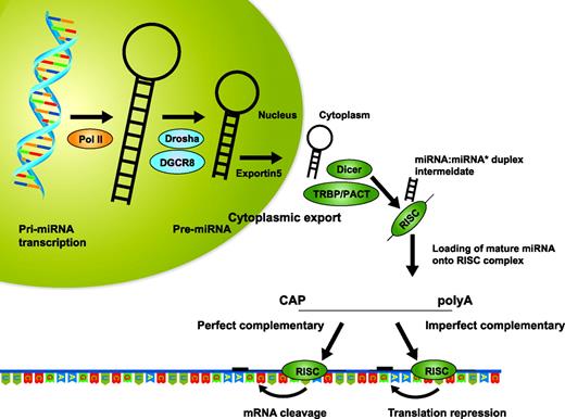Figure 1. miRNA processing. RNA polymerase II transcribes a primary miRNA sequence, which is then cleaved by a complex including Drosha and the double-stranded RNA-binding domain protein DGCR8 (DiGeorge syndrome critical region gene 8) resulting in a precursor miRNA. Exportin-5 exports the precursor miRNA from the nucleus to the cytoplasm where it is cleaved by Dicer in a complex with TAR RNA-binding protein and protein kinase R-activating protein leaving a miRNA:miRNA* complex intermediate. The miRNA strand of the complex is incorporated into a RISC and guides the complex to the 3′UTR of the target mRNA by way of a 7- to 8-nucleotide seed sequence. This binding will result in either translational repression or mRNA degradation depending on several factors including the extent of complementarity between the miRNA seed sequence and the 3′UTR and the Ago protein in the RISC.