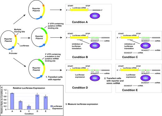 Figure 2. Luciferase reporter assay used to validate miRNA binding at 3′UTR seed sequence. Condition A: the luciferase reporter plasmid with no 3′UTR insert (control plasmid) is transfected into cells and luciferase activity is measured. These cells should have the highest luciferase activity because the mRNA transcript is lacking the miRNA binding sequence. The relative luciferase activity is depicted in the bar graph. Condition B: the 3′UTR of the putative target mRNA is cloned downstream of the luciferase gene in the reporter plasmid (3′UTR vector). Here, the luciferase activity in transfected cells should be lower than the control cells because the miRNA will bind to the seed sequence in the 3′UTR and inhibit translation of the luciferase gene (see bar graph). Condition C: when mimic miRNAs are transfected into cells with the 3′UTR vector, the luciferase activity should be decreased even further than in condition B (see bar graph). Condition D: a mutation is added in the miRNA binding sequence of the target mRNA 3′UTR and then cloned downstream of the luciferase gene (mutant vector). Cells transfected with the mutant vector should have luciferase activity comparable with the control vector-transfected cells (see bar graph). Condition E: when mimic miRNAs are transfected into cells with the mutant vector, the luciferase activity may decrease slightly, but it will still be greater than the cells transfected with 3′UTR vector (see bar graph).
