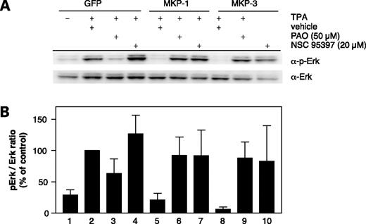 Figure 2. Confirmation of cellular MKP inhibition by NSC 95397 by Western blot analysis. HeLa cells were plated in 100-mm dishes, transfected with GFP (lanes 1-4), MKP-1 (lanes 5-7), or MKP-3 (lanes 8-10), and stimulated with TPA in the presence or absence of NSC 95397 (20 μmol/L) or PAO (50 μmol/L). A, lysates were separated on SDS-PAGE and immunoblotted with anti-phospho-Erk (α-pErk) or anti-Erk (α-Erk) antibodies. Lane 1, GFP-transfected and unstimulated control; lanes 2 to 10, cells stimulated with TPA and transfected with GFP (lanes 2-4), MKP-1 (lanes 5-7), or MKP-3 (lanes 8-10) and treated with vehicle (lanes 2, 5, and 8), 50 μmol/L PAO (lanes 3, 6, and 9), or NSC 95397 (lanes 4, 7, and 10). B, band intensities were quantitated by luminometry. Lane assignments are identical to A. Quantitation data are the averages ± SE from four independent experiments and are presented as percent of GFP-transfected and TPA-stimulated control.