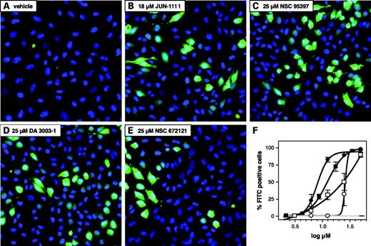 Figure 3. Generation of ROS by quinone-based DSPase inhibitors. Nuclei of confluent HeLa cells were stained with Hoechst 333342. After removal of nuclear stain, cells were preloaded with ROS indicator dye for 10 min followed by a 15-min exposure to test agents. Live cells were imaged by two-channel fluorescence microscopy using a FITC and Hoechst 33342 compatible filter set. A to E, arbitrarily chosen images of cells treated with vehicle or test agents. F, percentages ± SE of ROS-positive cells from triplicate wells treated with vehicle (gray line), NSC 672121 (○), DA-3003-1 (•), NSC 95397 (□), or JUN-1111 (▪) were calculated by automated image analysis. Data are from a single experiment that has been repeated with similar results.