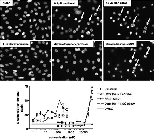 Figure 4. Dexamethasone protects cells against paclitaxel but not NSC 95397–induced apoptosis. MDA-MB-231 cells were pretreated with vehicle (DMSO) or dexamethasone (1 μmol/L) for 1 h followed by increasing concentrations of paclitaxel [DEX (1 h) > paclitaxel] or NSC 95397 [DEX (1 h) > NSC] for an additional 20 h. Nuclei were stained with Hoechst 33342. Top, fluorescence photomicrographs of nuclear morphology from a representative imaging field at a single concentration of paclitaxel (0.5 μmol/L) or NSC 95397 (33 μmol/L). Middle, nuclear morphology after dexamethasone pretreatment. Arrows, nuclei with typical apoptotic morphology. Bar, 25 μm. Bottom, quantitative analysis of dexamethasone-mediated cytoprotection. The identical 384-well plate was analyzed for nuclear condensation on an ArrayScan II as described in Materials and Methods. Both paclitaxel and NSC 95397 increased the percentage of cells with condensed chromatin in a concentration-dependent fashion. Dexamethasone pretreatment reduced the percentage of cells with condensed chromatin in cells treated with paclitaxel but not with NSC 95397. Data show the percentage of cells with condensed nuclei and are the averages ± SE from a single experiment that has been repeated twice with similar results.